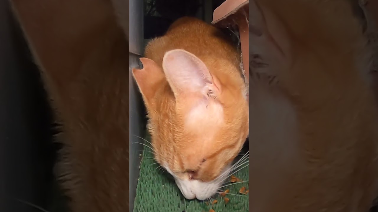 夜の公園の茶猫にごはんをたべさせてあげました。I fed the brown cat in the park at night.　Vol.606