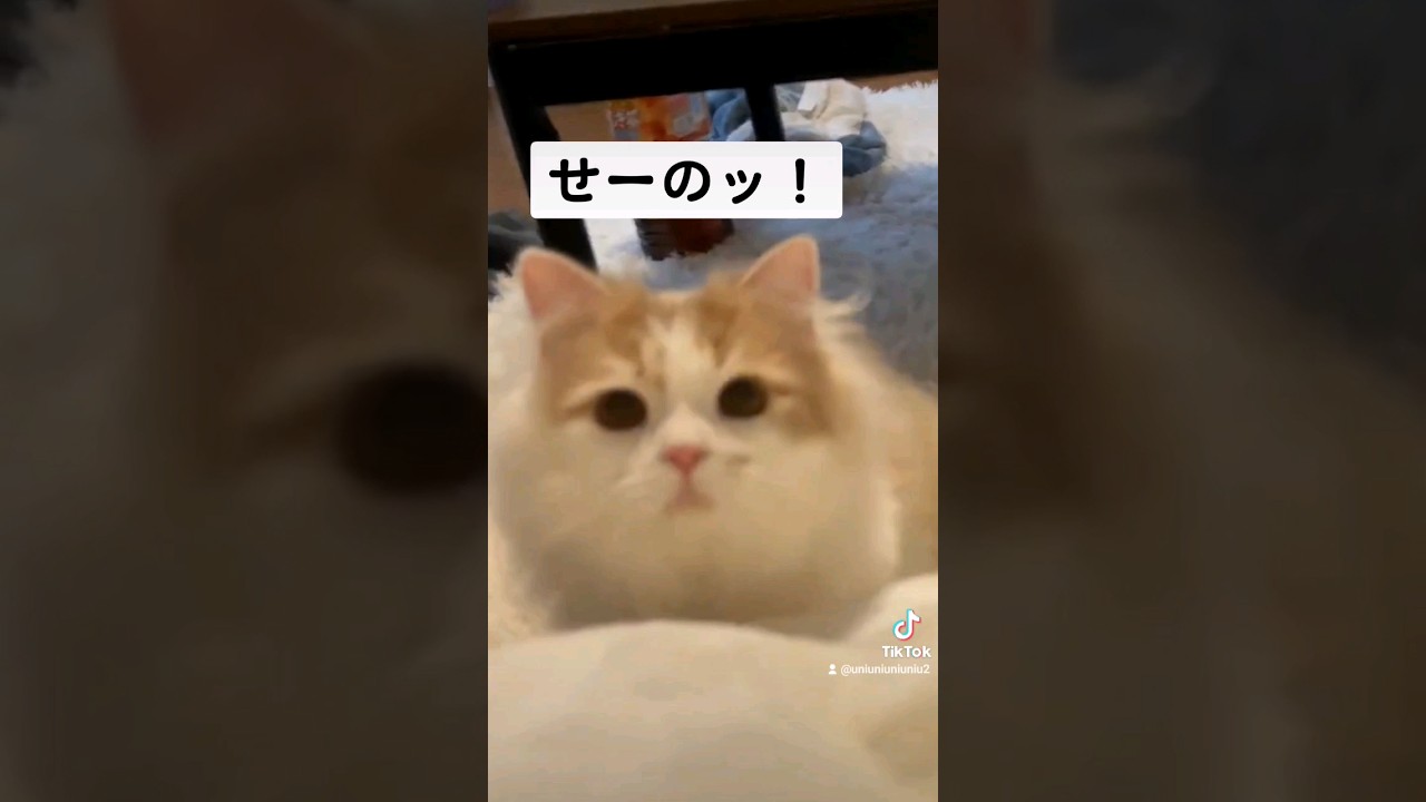 名前を呼んだら勢いが増した子猫 #ラガマフィン #cat #猫動画 #子猫 #癒し #shorts