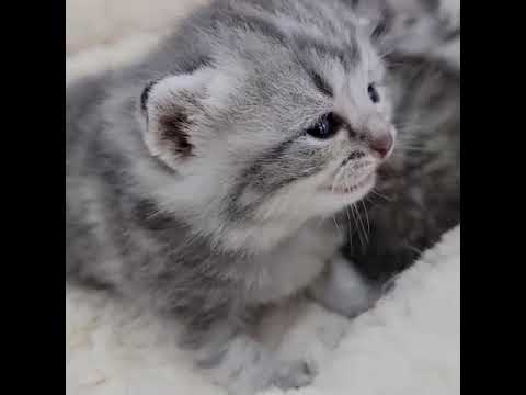 スコティッシュフォールド見学受付中！長谷川和久でブリーダー検索