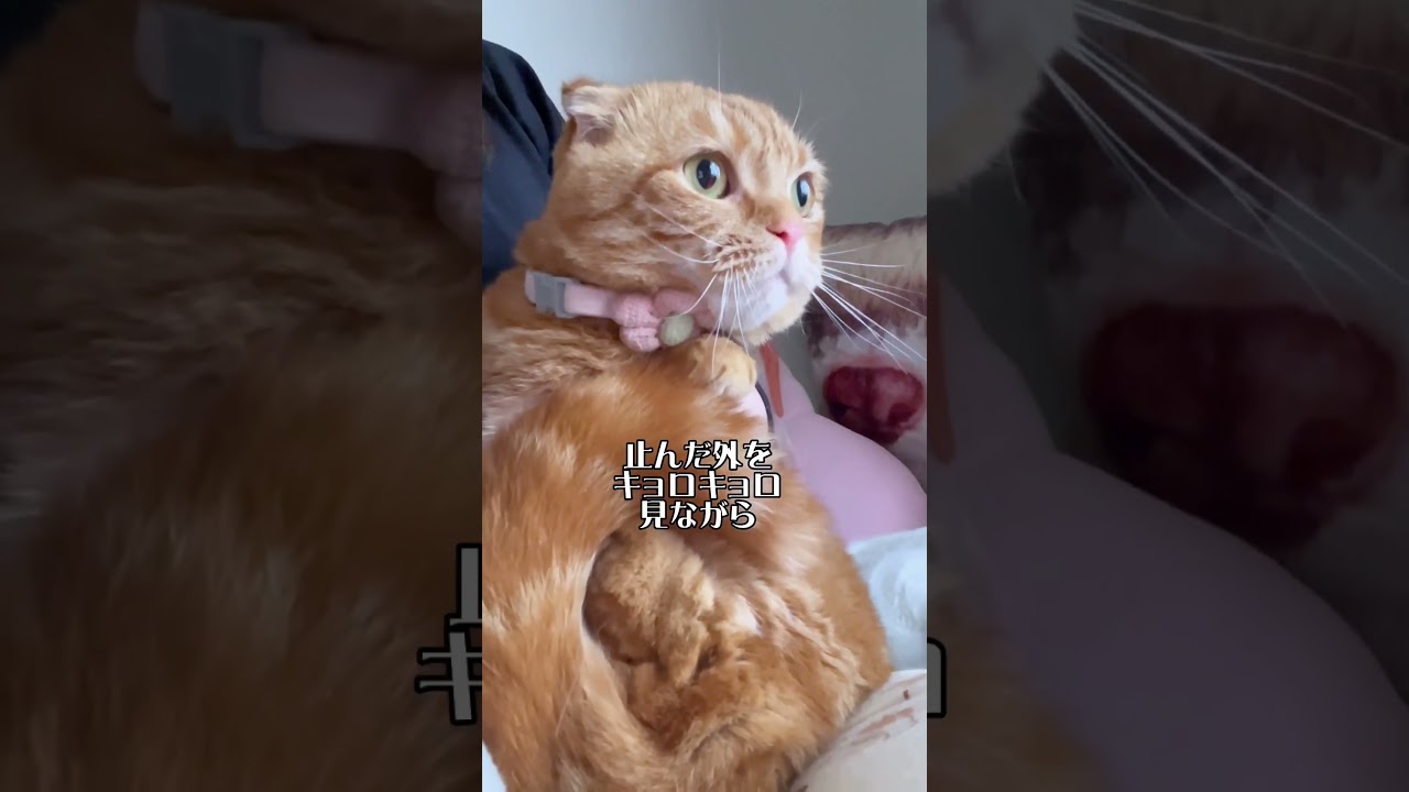 雷の音にビックリして鳴いて子猫みたいになった