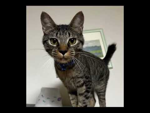 譲渡会、来てね‼️