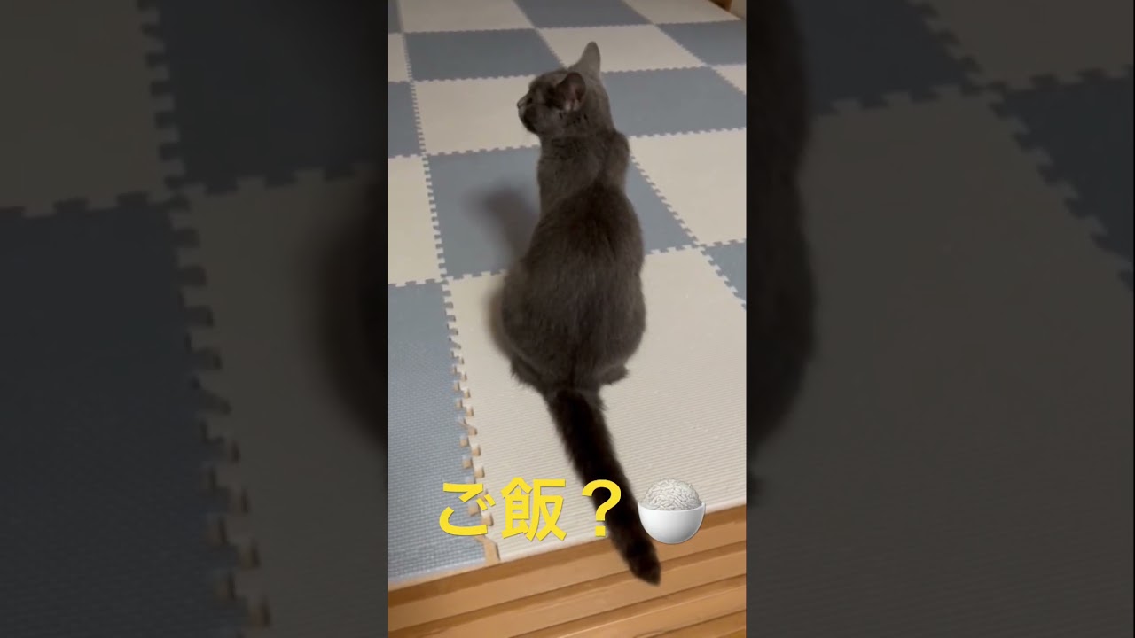 「名前はご飯ですか？」な猫（ロシアンブルー）#shorts