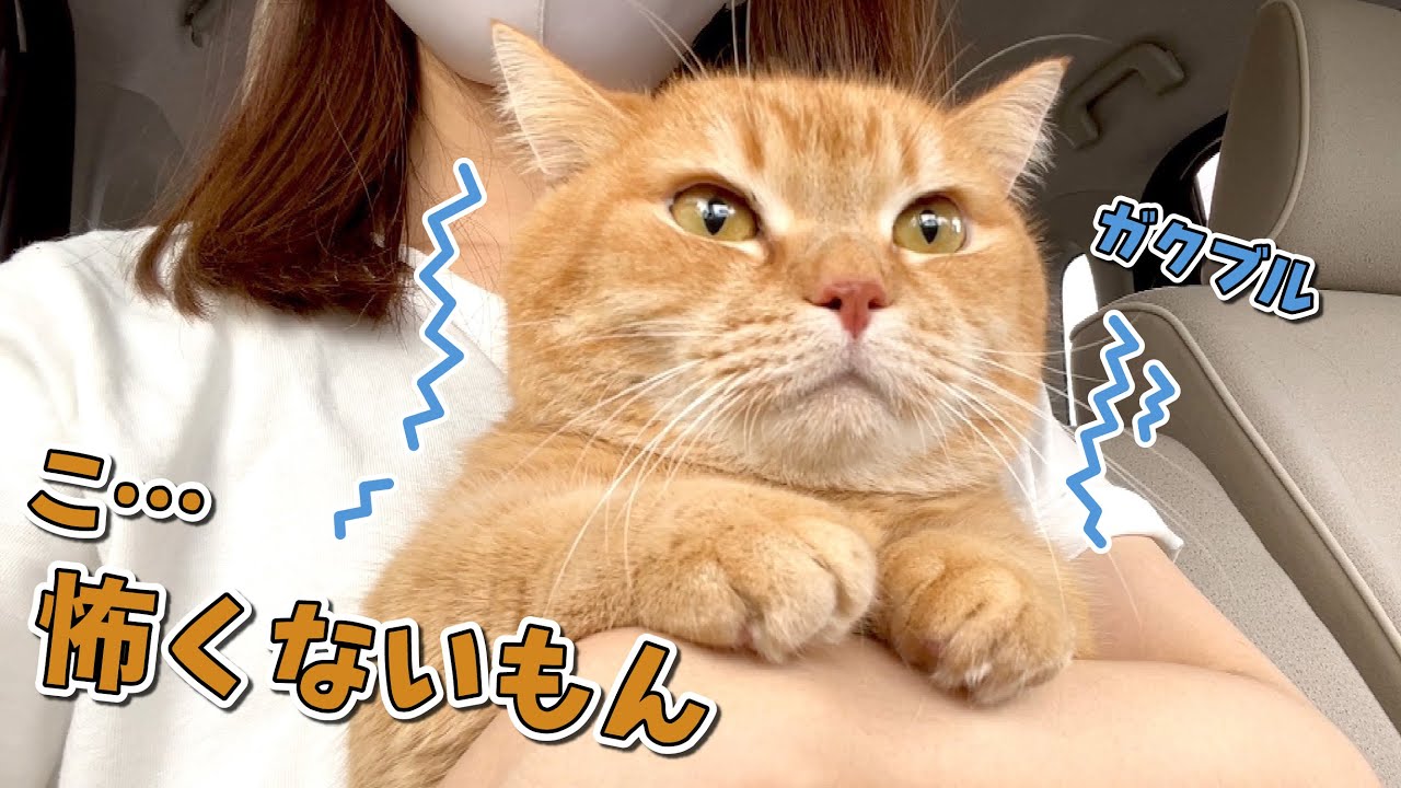 病院だと気付いた途端ブルブル震えちゃう猫