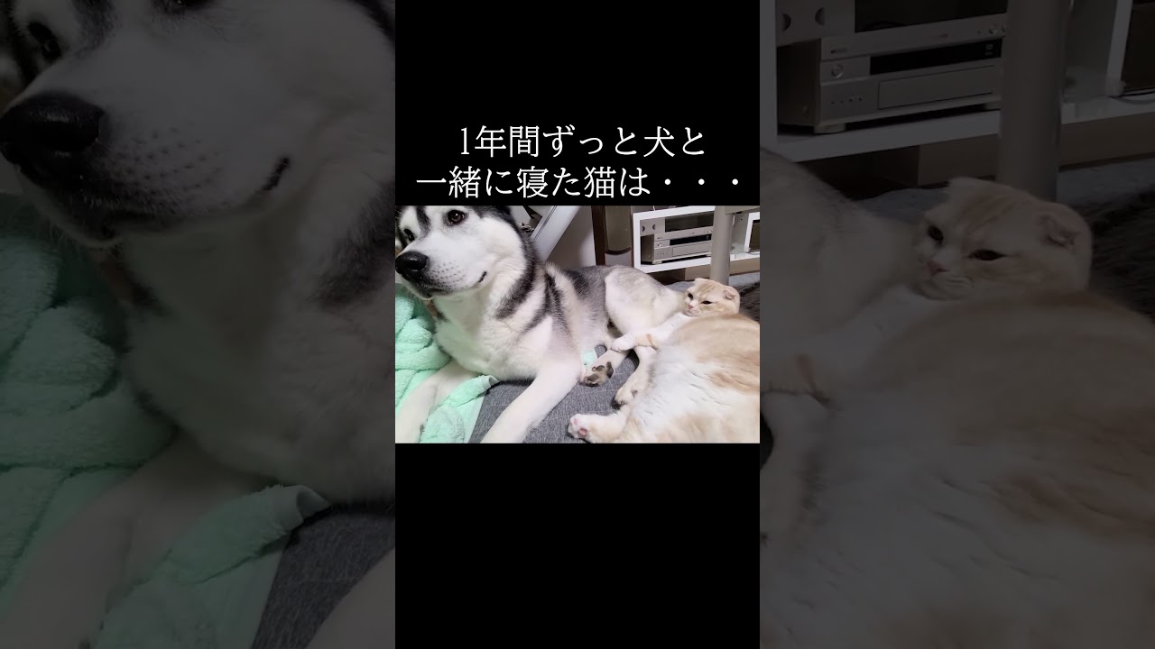 1年間ずっと犬と寝てた猫はこうなります...#shorts