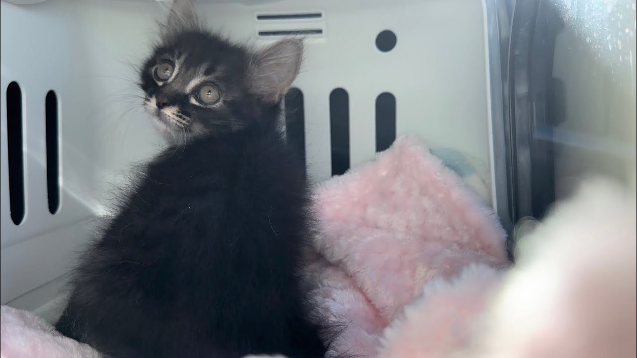 病院へ行ってきました＆先住猫に鼻息攻撃される子猫 生後63日【アオちゃん日記#54〜青い秋空〜】Took the kitten to the hospital. 保護猫