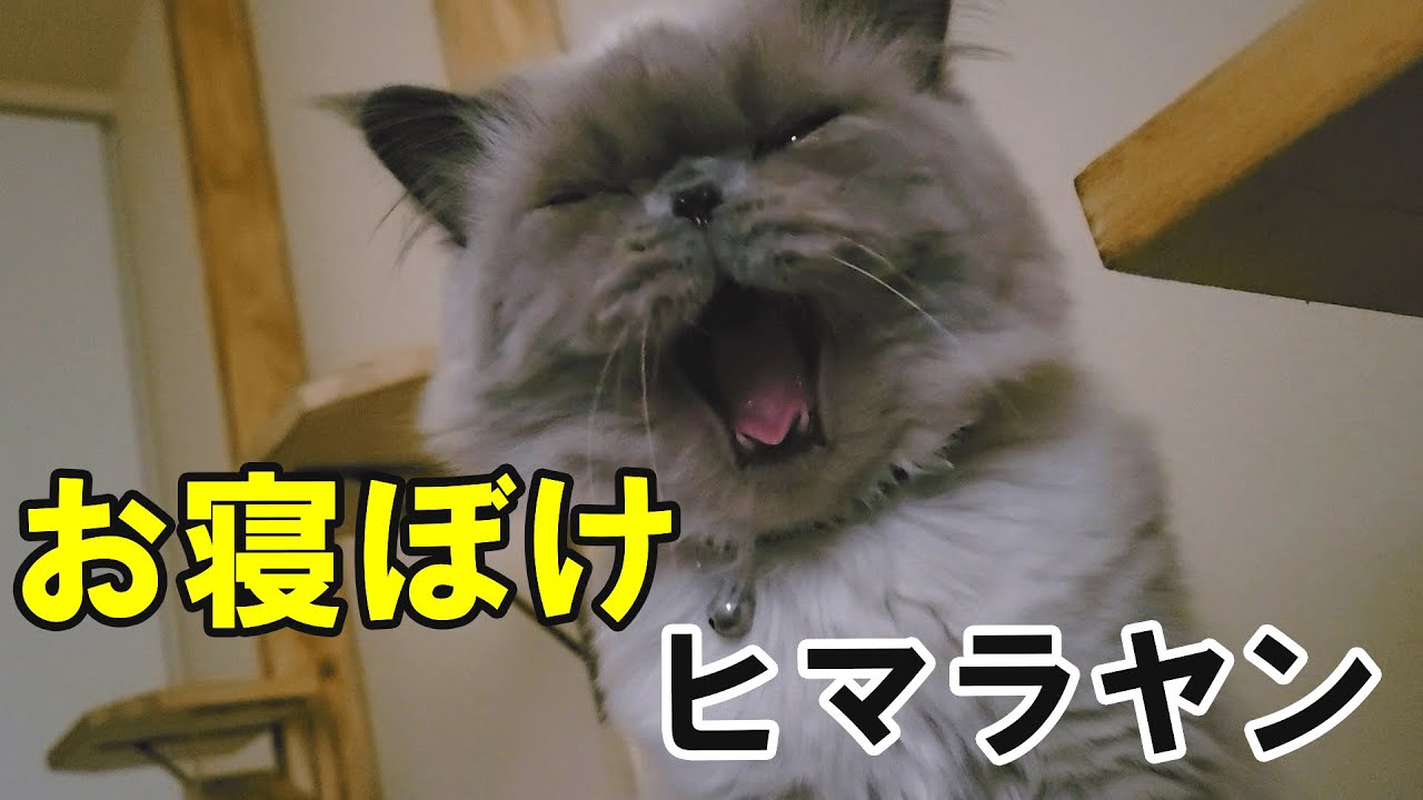 ヒマラヤンがひたすら寝ぼけていて可愛い【あくびや鳴き声も癒し】