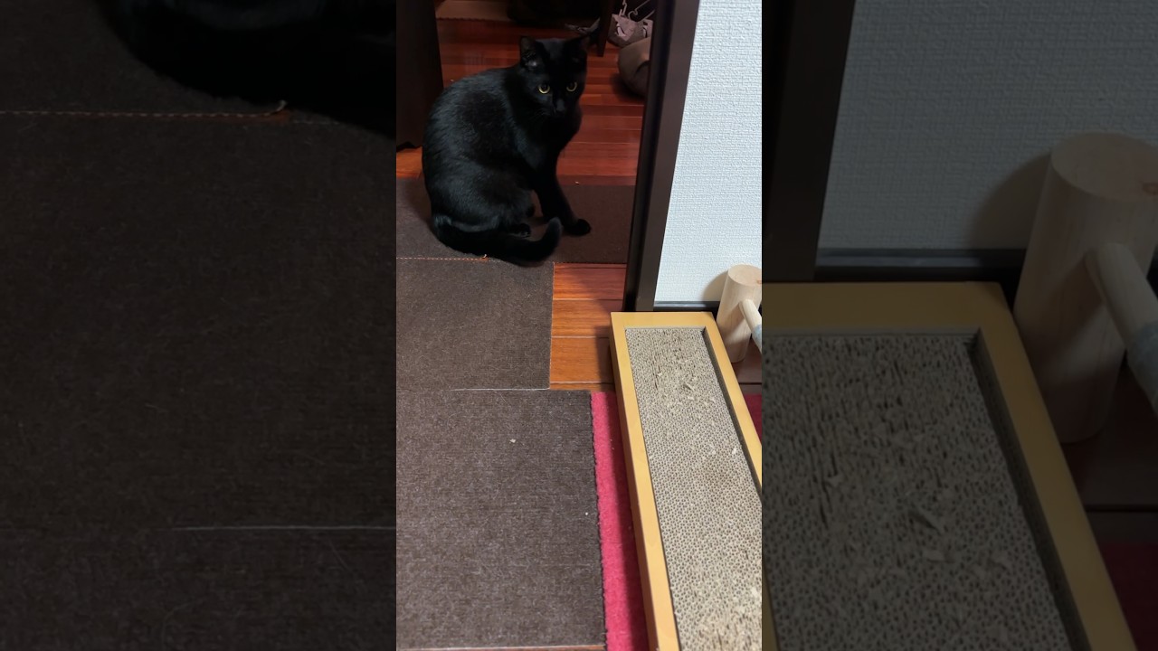 今日のご機嫌は？　その15 #猫