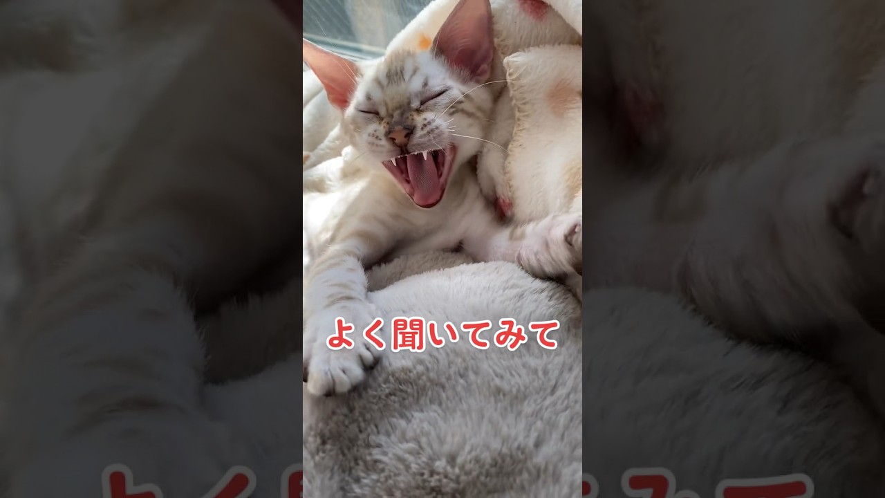【子猫動画】ホワイトベンガル　生後4ヶ月！　可愛くてごめん！　ベンガル猫　ネコ　ねこ　#cat #bengalcat #ベンガル