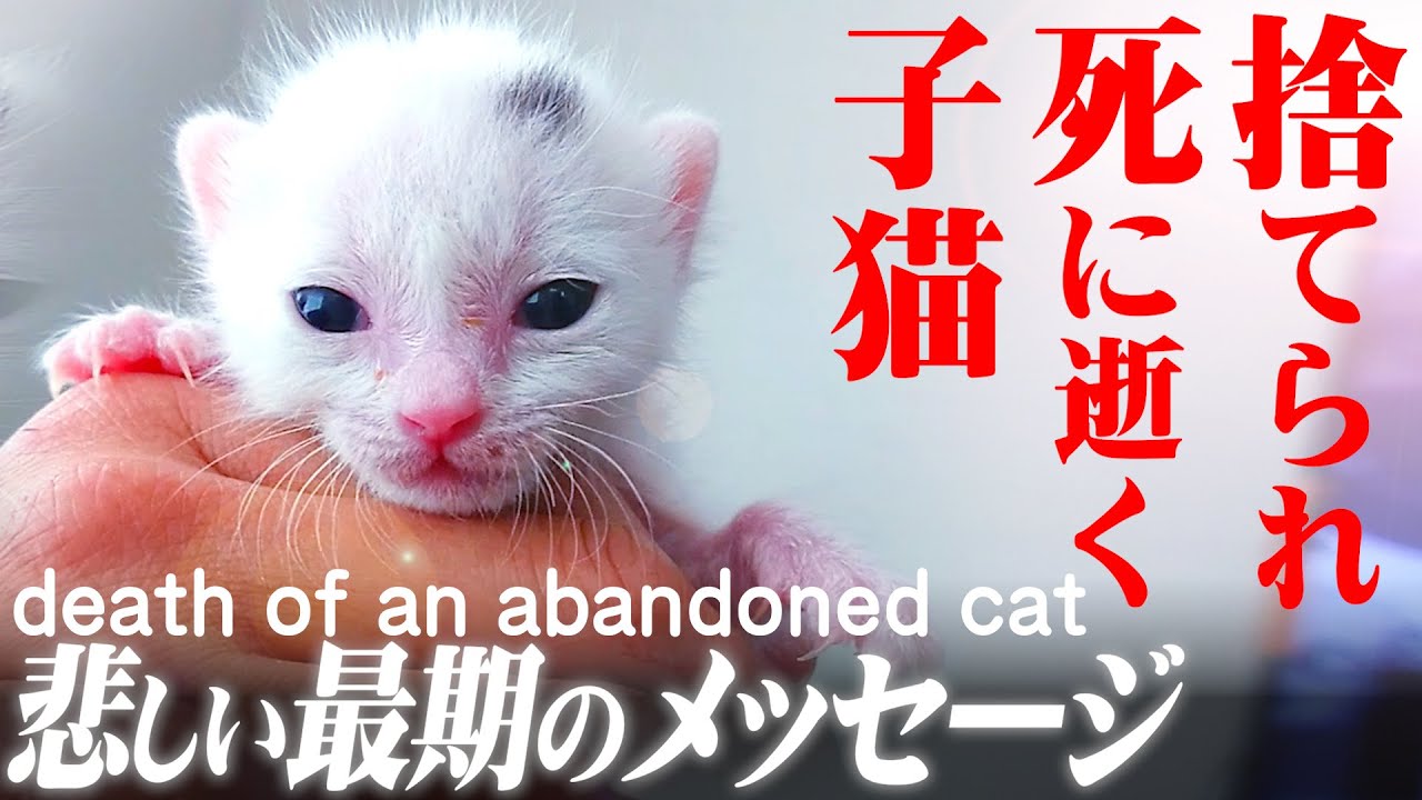捨てられた子猫が懸命に生きた23日…尊い命のメッセージ…