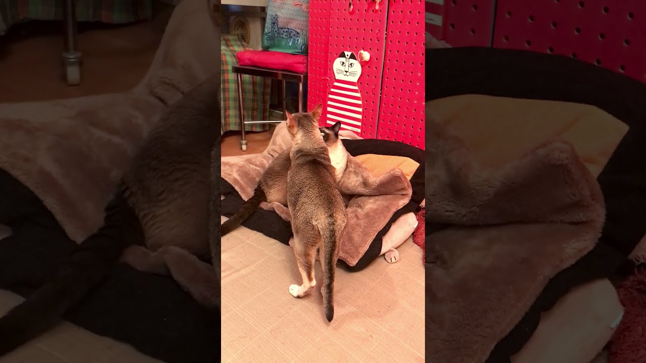 フミフミしているたぬき猫をペロペロしにいくシンガプーラなのにゃ♪