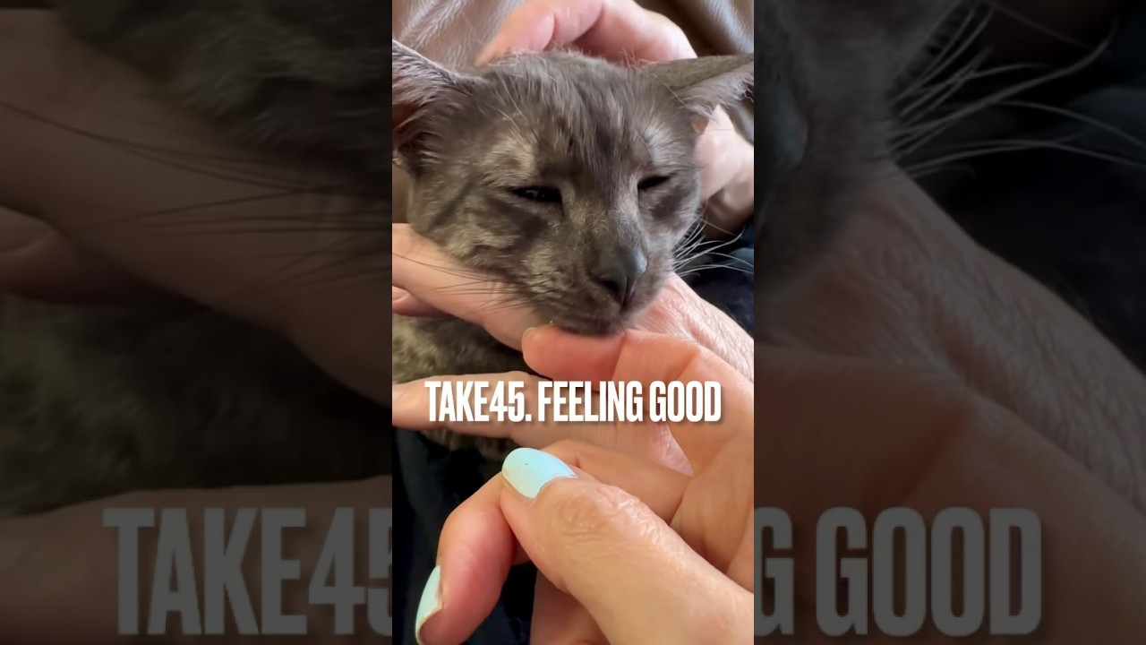 #なでなで 大好き #猫 にゃ😻ゴロゴロ聞こえるかな？ #エジプシャンマウ #feelinggood #shorts