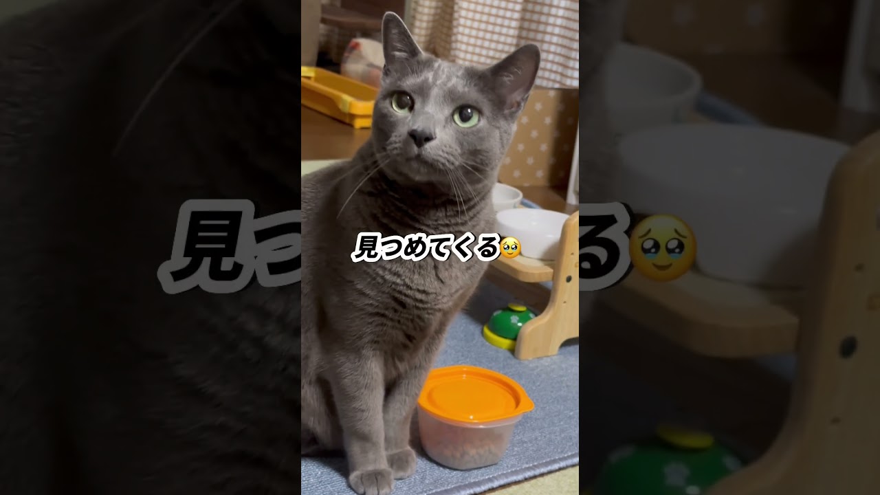 【ロシアンブルー】日曜日の朝です...めろんは毎日が日曜日ですから🤭【猫】#shorts