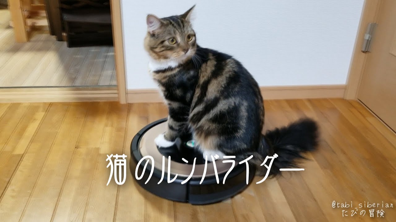 【たびの冒険】猫のルンバライダー [サイベリアン]