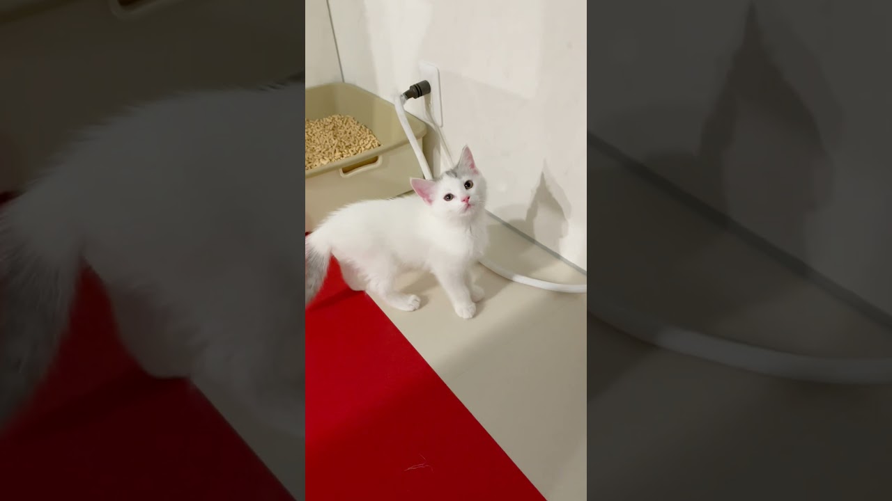 豆大福カラーのマンチカン♥️ 【お問合せ詳細は説明欄に記載あります】 #マンチカン #子猫 #ブリーダー直販 #猫 #猫のいる暮らし #ミヌエット #子猫販売 #ラパーマ #スクーカム #猫動画