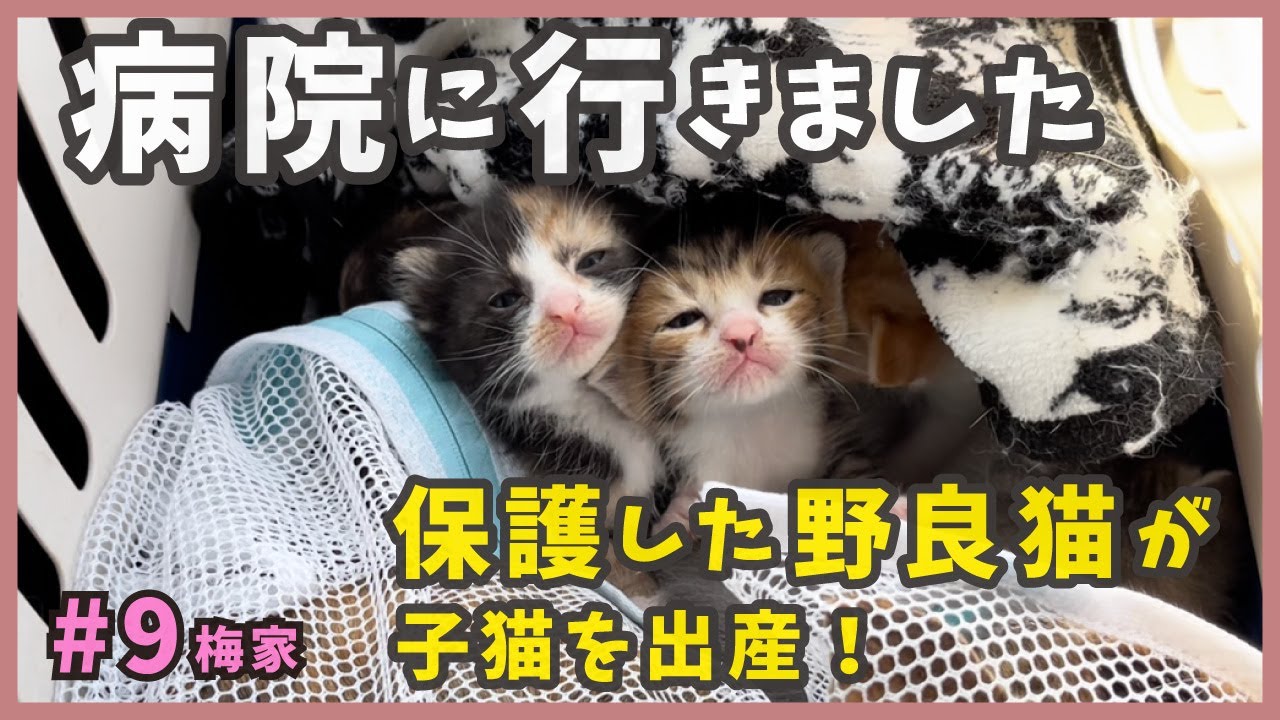 9 野良猫が生んだ子猫たち…可愛いがいっぱい！旅立ちに向けて一歩ずつ前進するニャンズ。【梅家・子猫のもぞもぞライフ】kitten