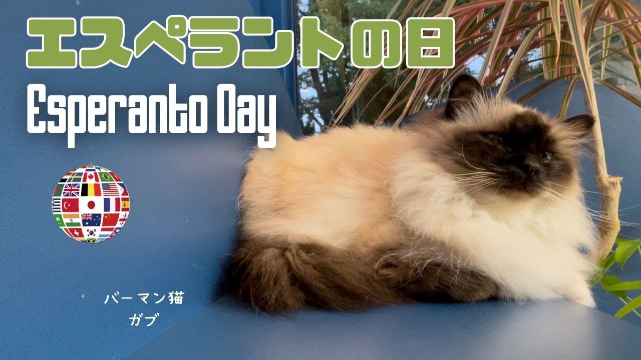 バーマン猫ガブ【エスペラントの日】Esperanto Day（バーマン猫）Birman/Cat