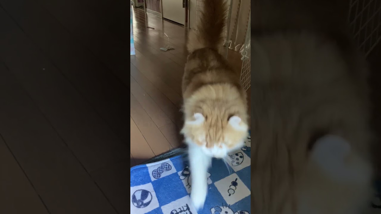 鼻を鳴らしながらくる猫 #shorts  #猫 #アメリカンカール #cat
