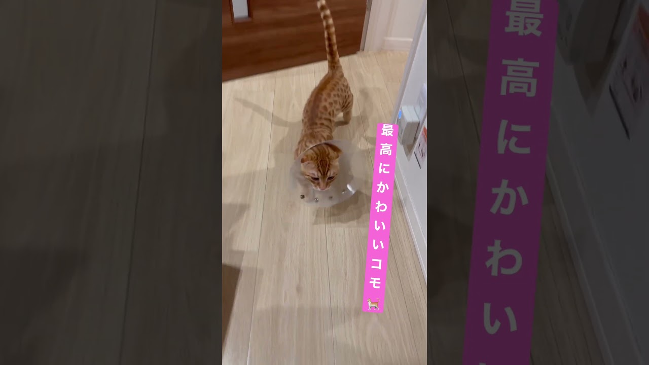 かわいすぎる登場 #キンカロー #子猫 #cat #猫 #猫のいる暮らし #고양이 #catlover #catvideos #catlovers #catvideo