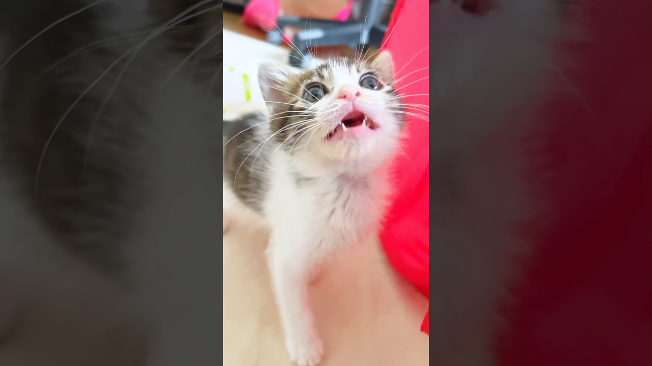 子猫「トイレ終わったー」の声がポケモンで可愛いwww【預かり保護猫】