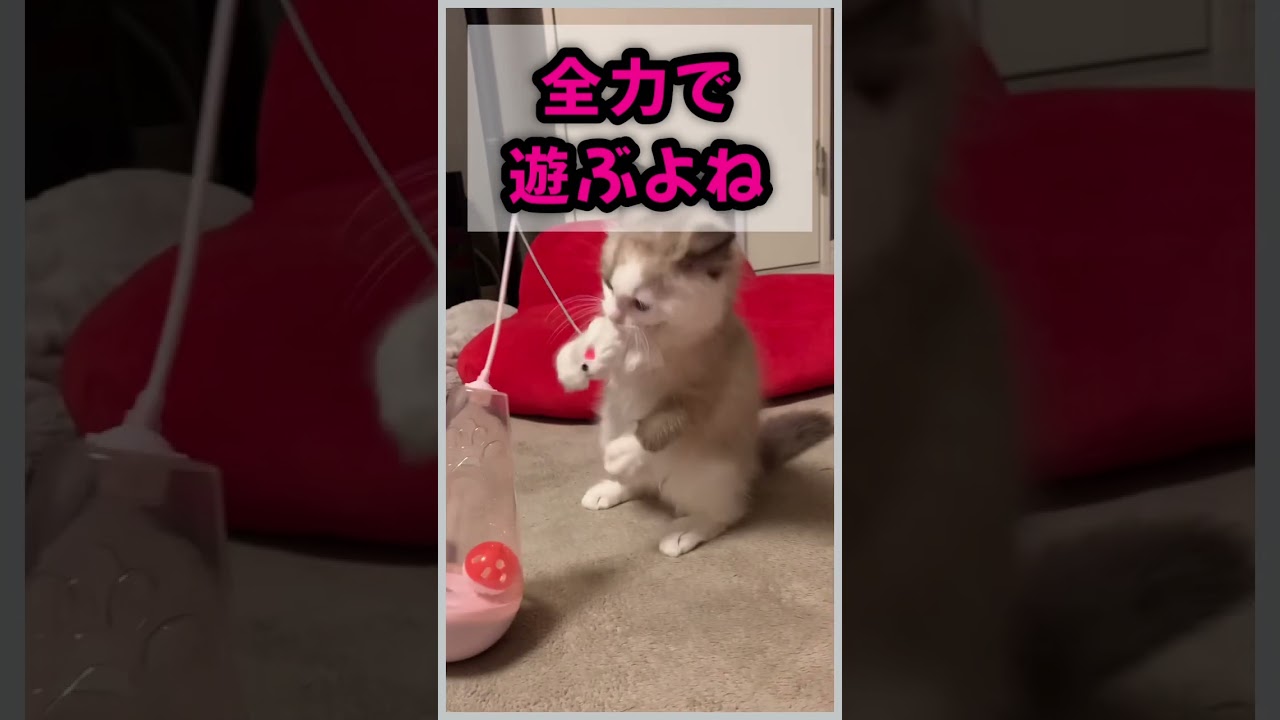😈ラグドールの仔猫の銀次郎😈もちろんミナミの帝王⚡️萬田銀次郎から名付けました❤️‍🔥#shorts #cat #猫 #子猫 #ラグドール