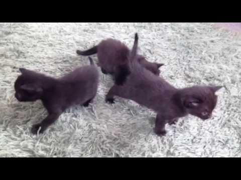 黒猫 ボンベイ赤ちゃん。どうしていいのか戸惑う赤ちゃん達