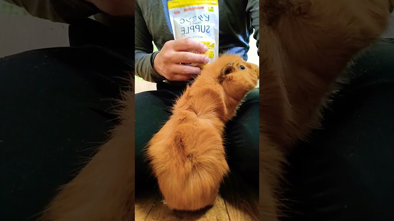 おいで♪　#guineapig #shorts #モルモット #多頭飼い #アビシニアンモルモット