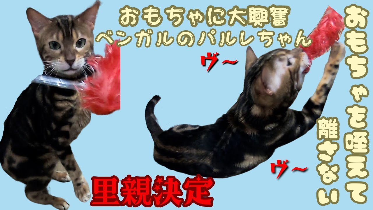 繁殖場からレスキューのベンガルはおもちゃに興奮で威嚇も里親決定（保護猫カフェ猫の木）十三駅 Bengal cat obsessed with toys decided to adopt