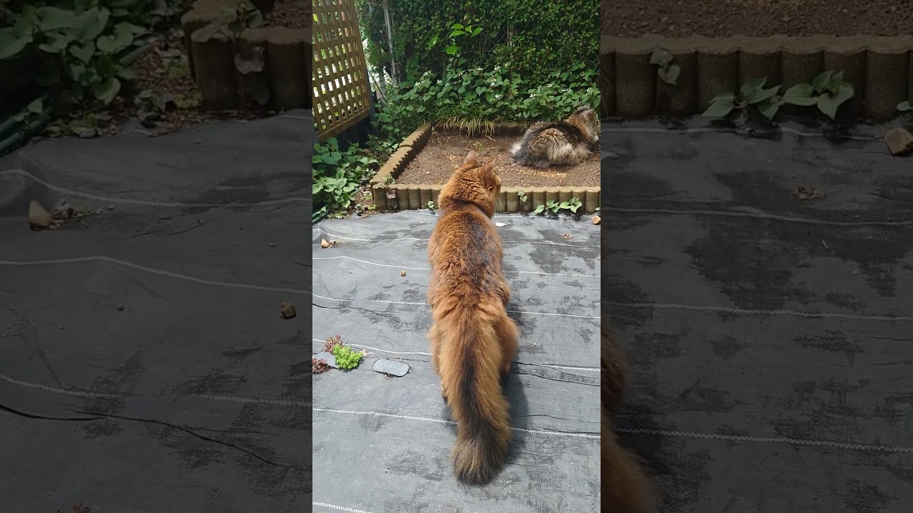 嵐が去ったので庭散歩（ソマリとノルウェージャンフォレストキャット）