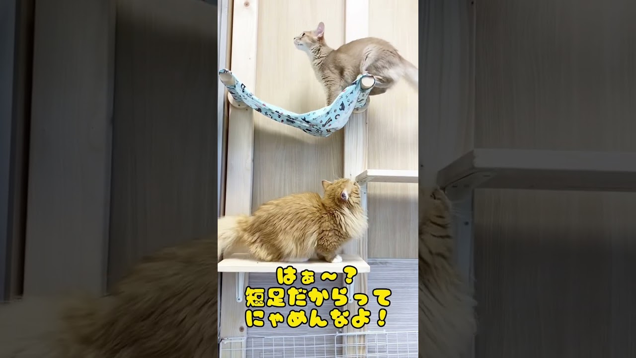 ～ミヌエットちゃんとソマリンの日常〜#ミヌエット #ソマリ