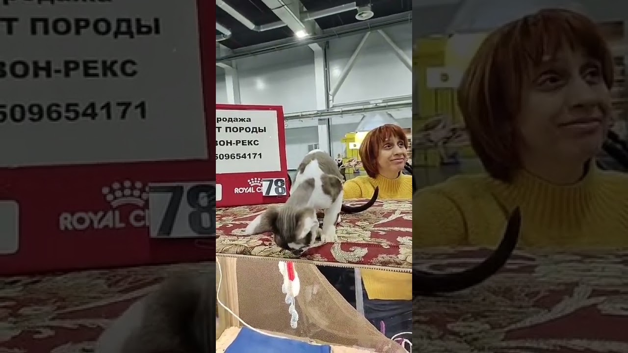 Сколько стоит девон-рекс?