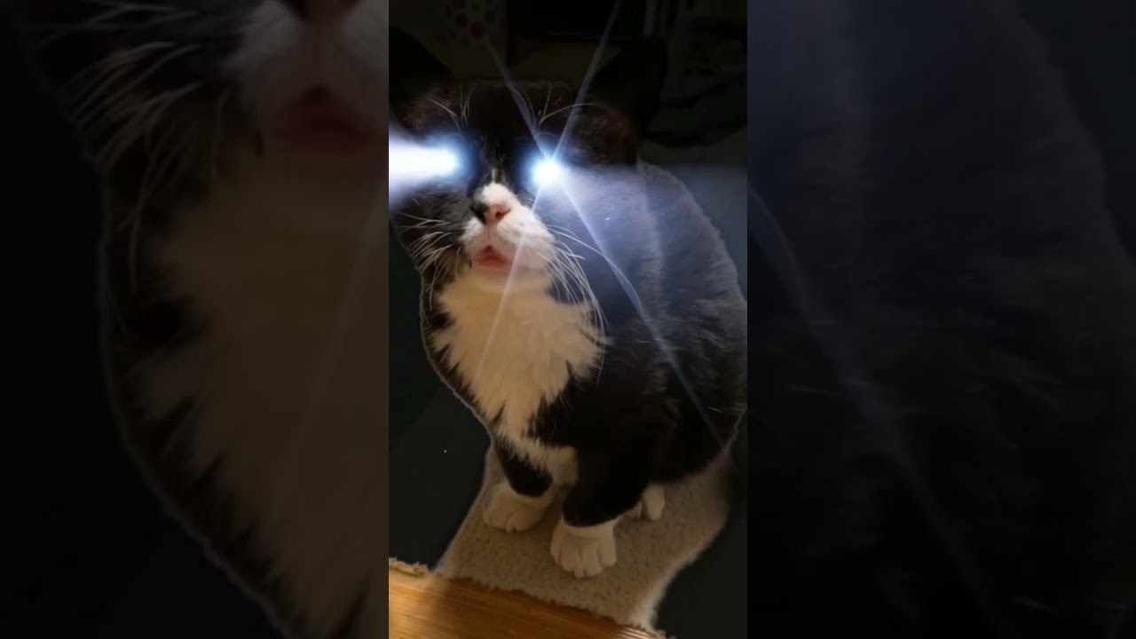 猫って暗い場所で目が光るけどこんなんだったっけ