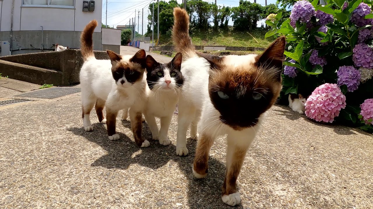 猫島に行ったら、シャム猫率高めの猫軍団に取り囲まれた！