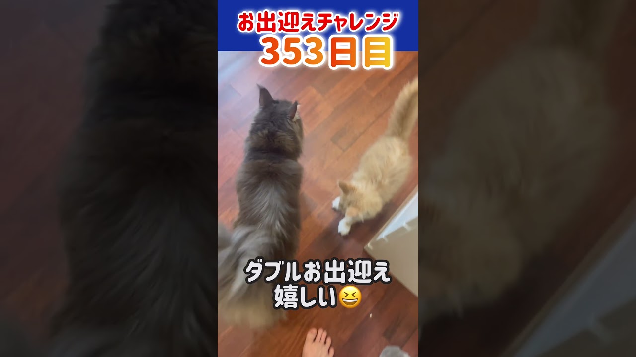 猫お出迎えチャレンジ353日目【メインクーン‘s】 #猫 #かわいい #アリスさん