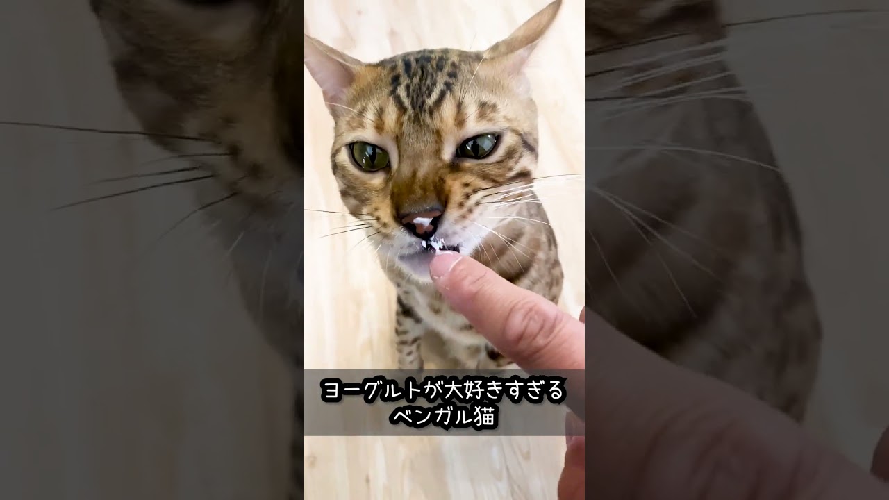 ヨーグルトが大好きすぎる ベンガル猫 #shorts