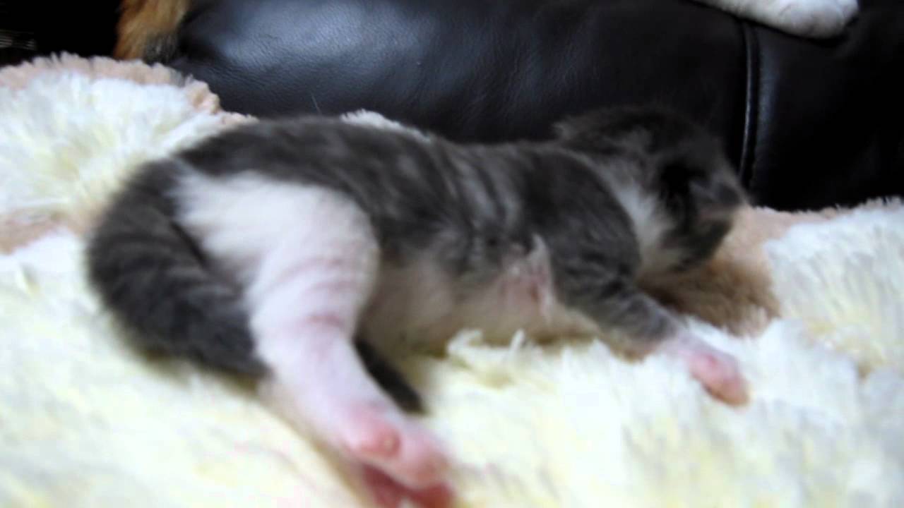 ２０１１年１０月９日生まれスコティッシュフォールド赤ちゃん