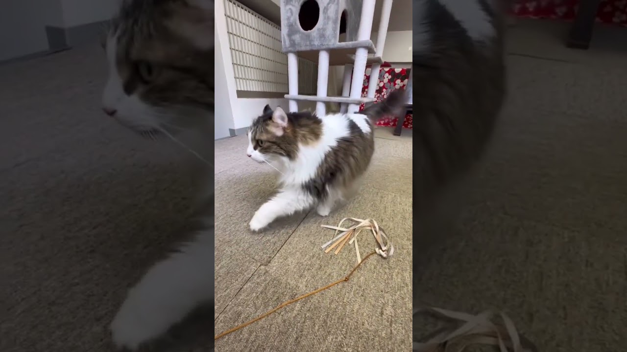 アメリカンカールのバロンちゃん【猫専用ホテル】