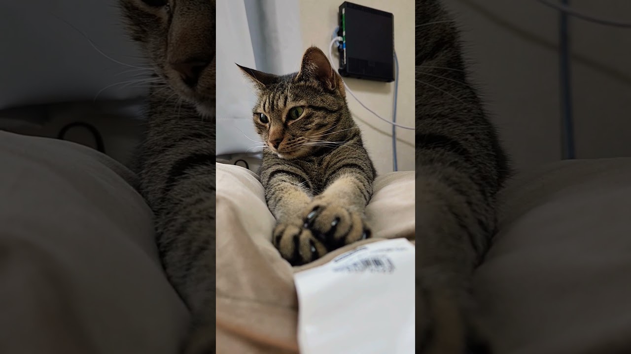 【アメ推し】オシキャットのカラちゃんとにらめっこ！ #shorts