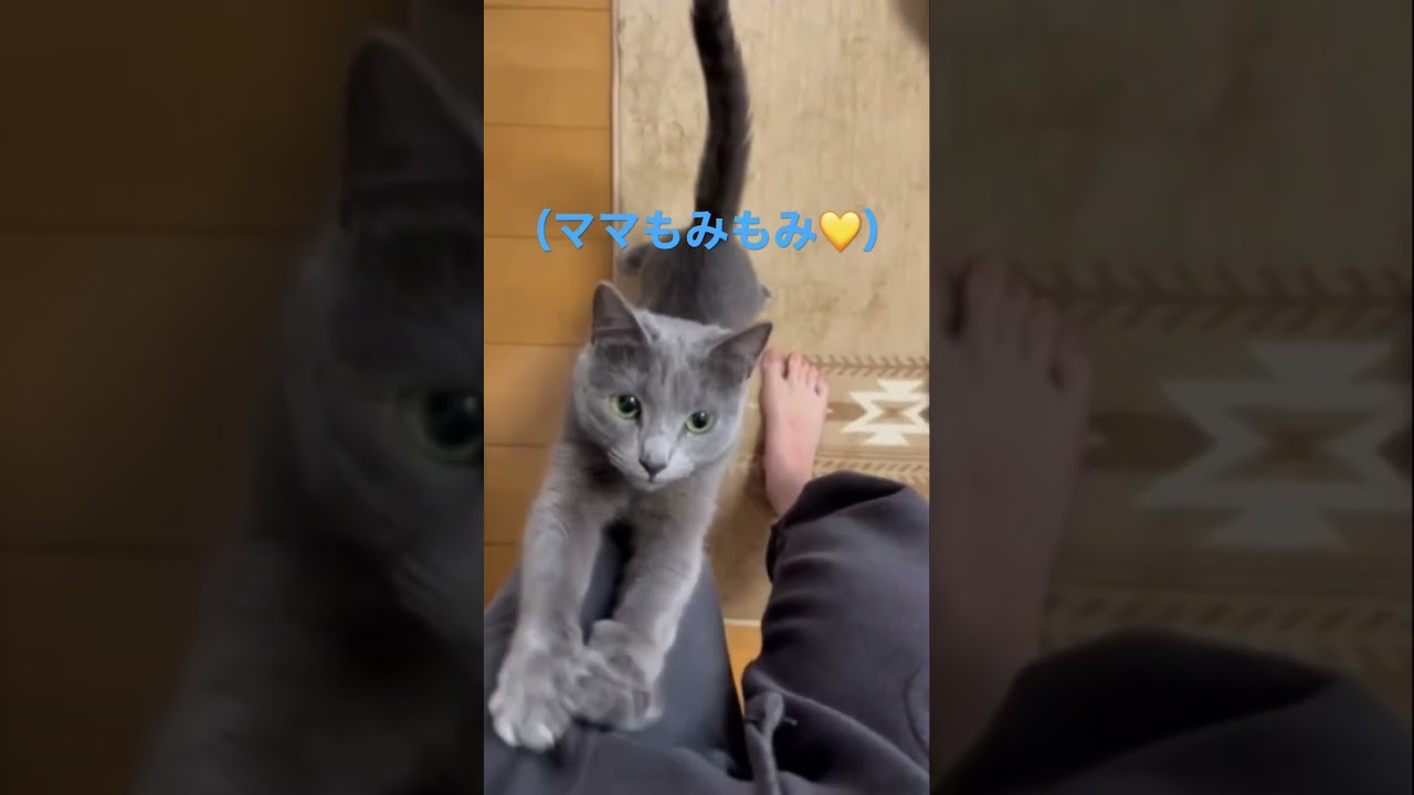 ママをモミモミ💛する優しい猫（ロシアンブルー）#shorts