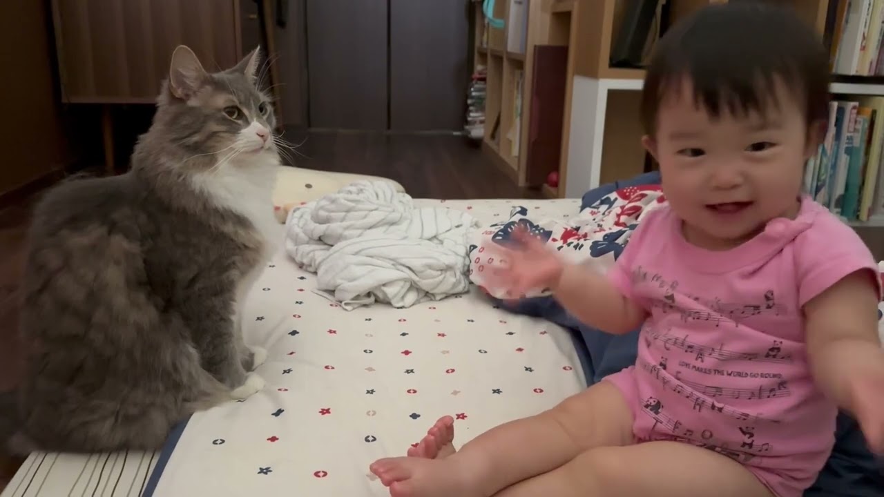 なかなか起きない飼い主を毛繕いする猫　ノルウェージャンフォレストキャットA cat grooming its owner. Norwegian Forest Cat.