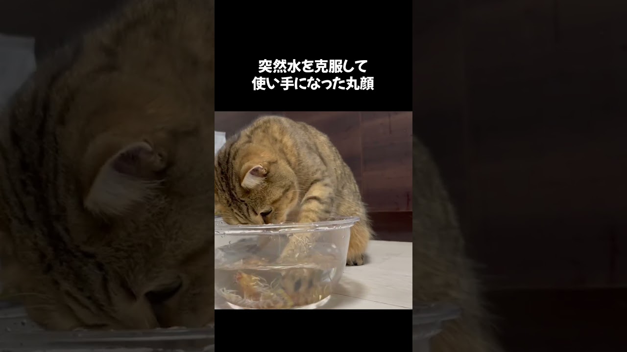 【猫動画】活きエビにイタズラしていたら大惨事に… #shorts