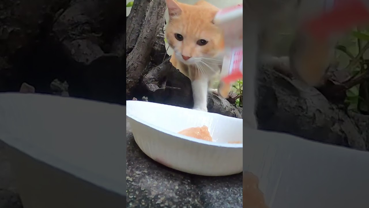 神社周辺に住んでいる茶白猫、シャムネコにごはんをあげました。I gave rice to the brown cats around the shrine.　Vol.599