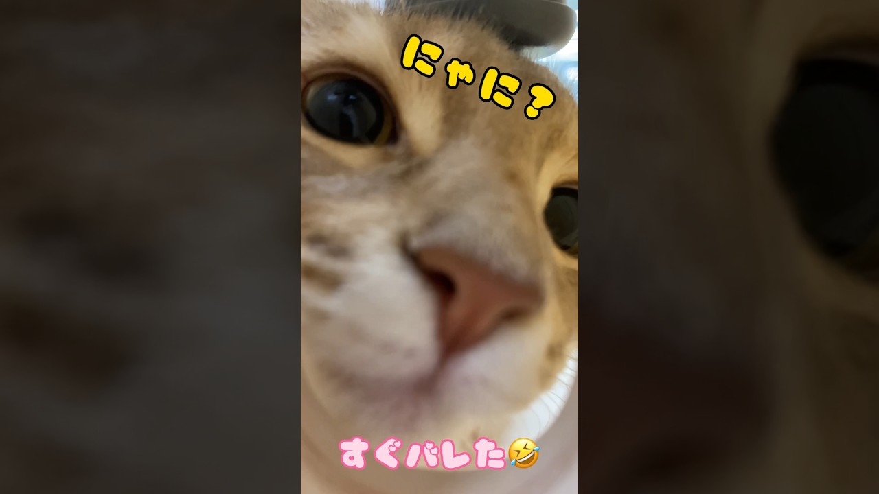 ソマリンのお部屋を覗いてみた♡#ソマリ