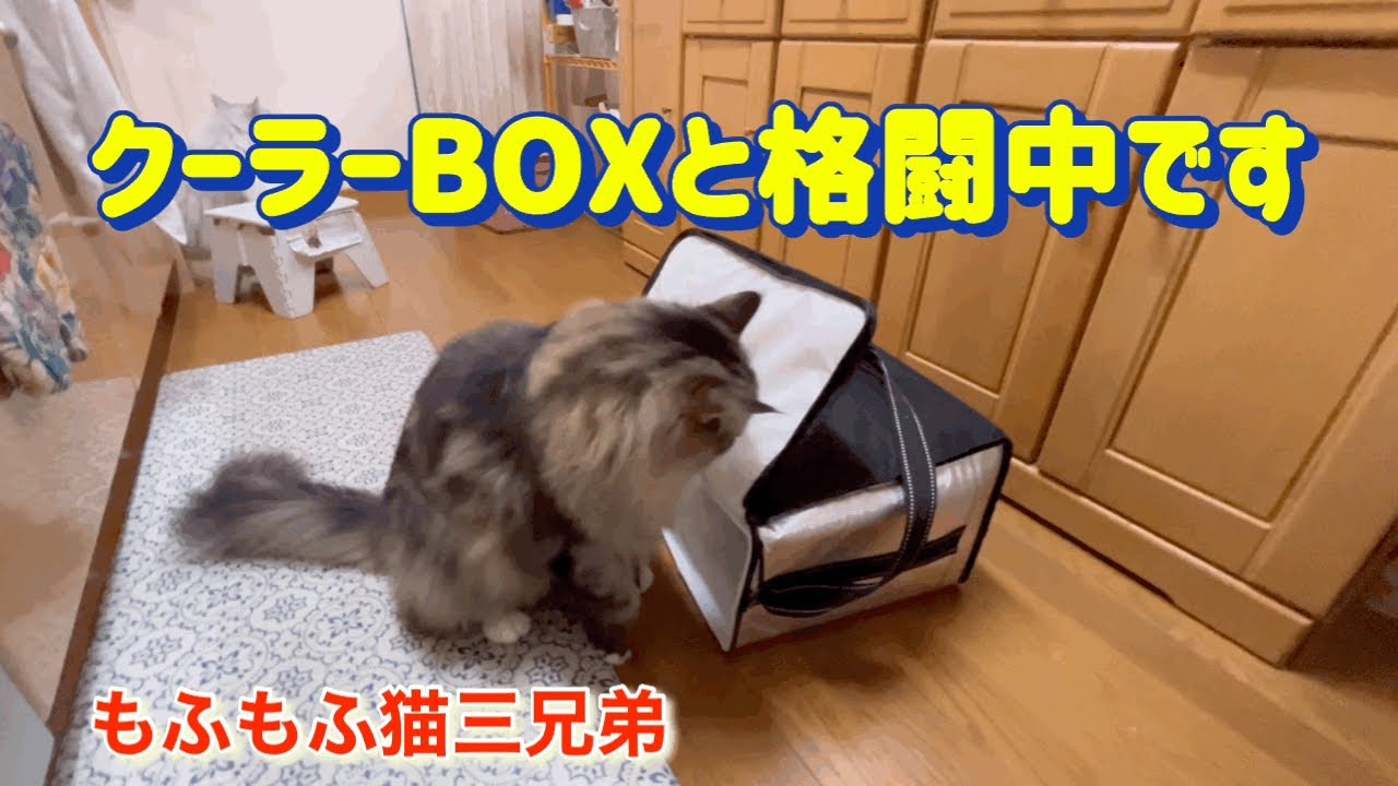 お腹いっぱいの後はイタズラタイムの時間です！ラガマフィン猫三兄弟