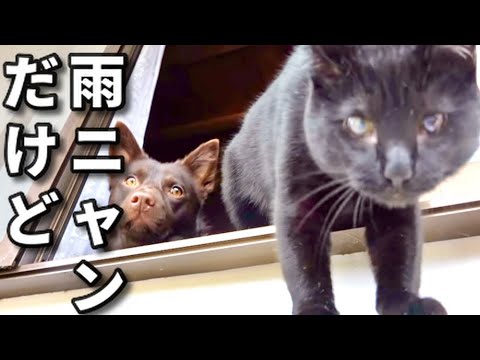 【子猫は我慢できないようです。】@taipi 【切り抜き】