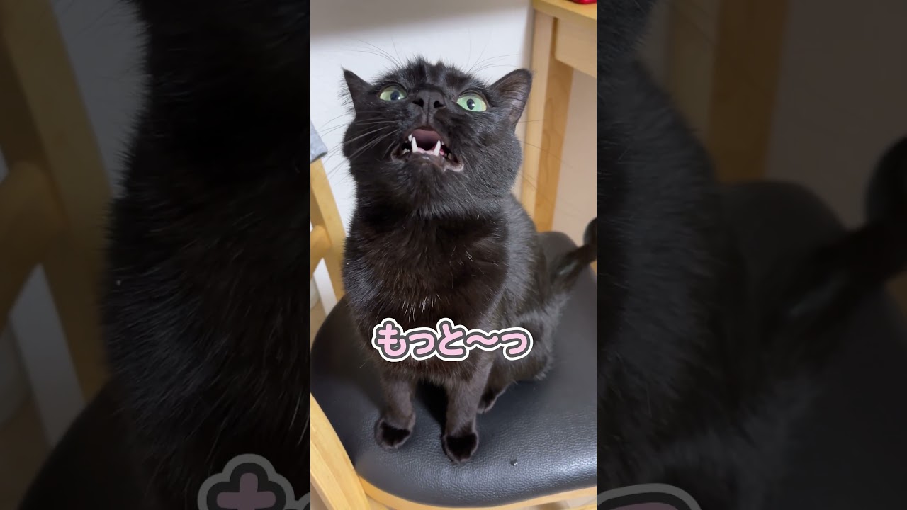 「なでて〜!!」と喋って懇願する猫