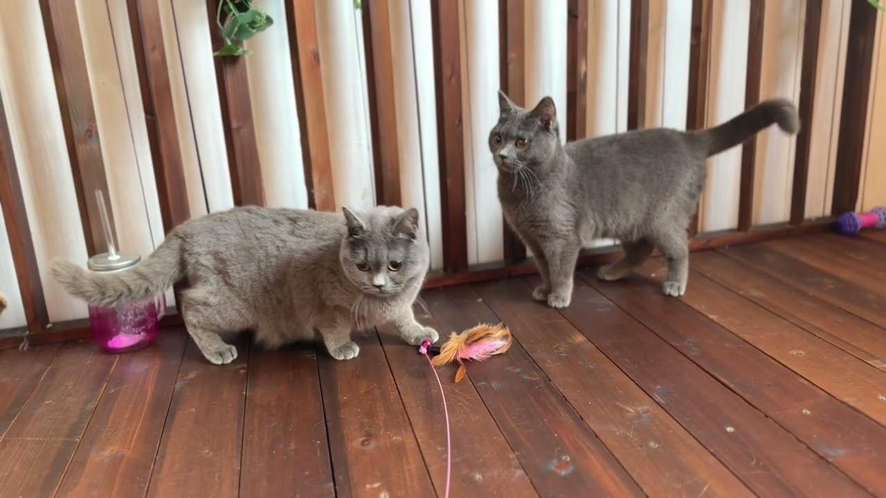 【ナナハチ’s ROOM】シャルトリュー の女の子　20230312