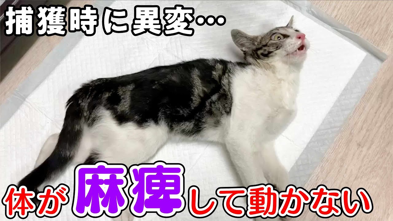 首から下が全身麻痺して動かなかった猫の預かり初日