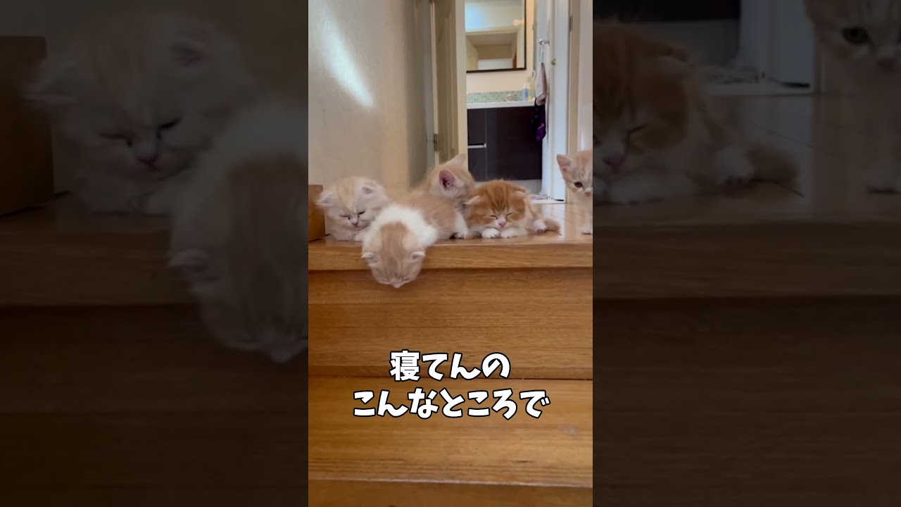 赤ちゃん子猫の兄弟全員が階段の上で寝ていました...【ミヌエット】#Shorts