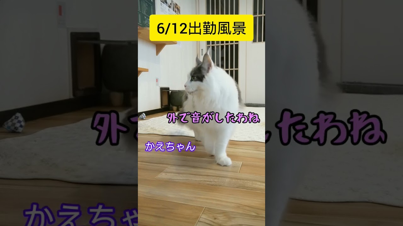 6/12出勤風景【メインクーン】 #メインクーン #猫動画おもしろい #cat