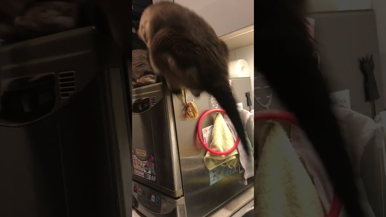 食洗機の上で場所取り合戦のシンガプーラとたぬき猫なのにゃ♪